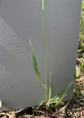 Setaria pumila