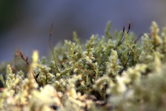 Racomitrium elongatum