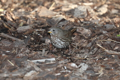 Passerella iliaca