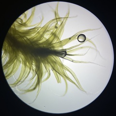 Racomitrium elongatum