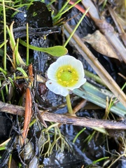 Ranunculus trichophyllus