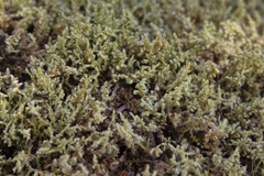 Racomitrium elongatum