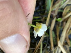 Ranunculus trichophyllus