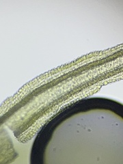 Racomitrium elongatum