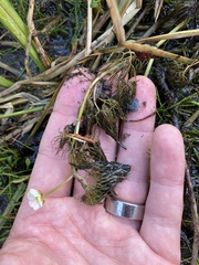 Ranunculus trichophyllus