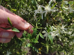Clematis microphylla