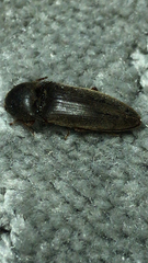 Diplostethus