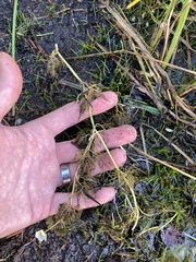 Ranunculus trichophyllus