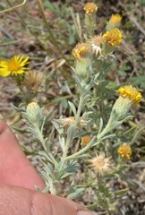 Heterotheca canescens