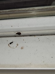 Lebia bitaeniata