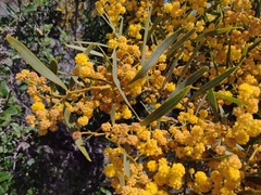 Acacia saligna