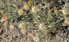 Heterotheca canescens