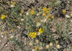 Heterotheca canescens