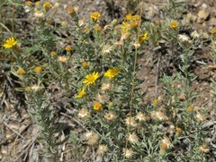 Heterotheca canescens