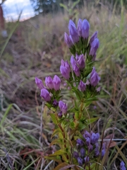 Gentianella quinquefolia