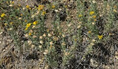 Heterotheca canescens