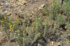 Heterotheca canescens