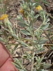 Heterotheca canescens