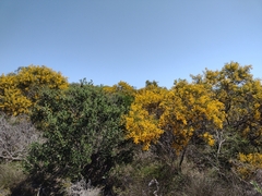 Acacia saligna
