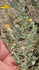 Heterotheca canescens