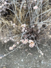 Eriogonum elongatum