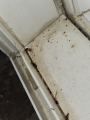 Lebia bitaeniata
