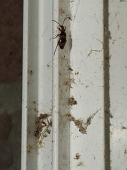 Lebia bitaeniata