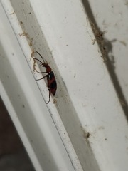 Lebia bitaeniata