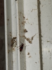 Lebia bitaeniata