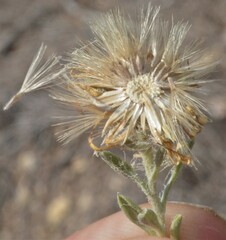 Heterotheca canescens