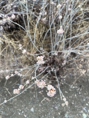 Eriogonum elongatum