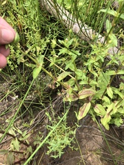 Plantaginaceae