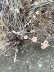 Eriogonum elongatum