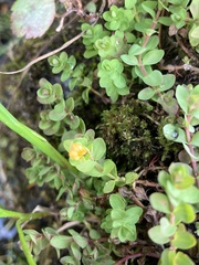 Hypericum anagalloides