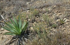 Heterotheca canescens