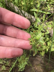 Plantaginaceae