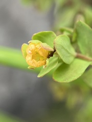 Hypericum anagalloides