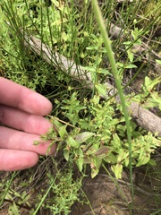 Plantaginaceae