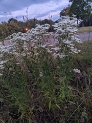 Eupatorium altissimum
