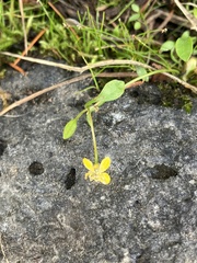 Ranunculus flammula