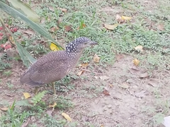 Gorsachius melanolophus