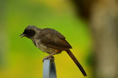 Pterorhinus perspicillatus