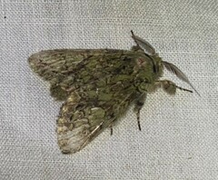 Macrurocampa marthesia
