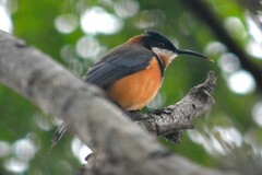 Acanthorhynchus tenuirostris