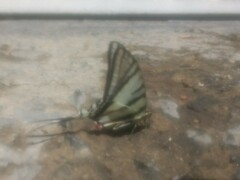 Protographium epidaus