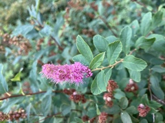 Spiraea douglasii