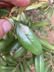 Cameraria tildeni