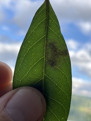 Cameraria tildeni