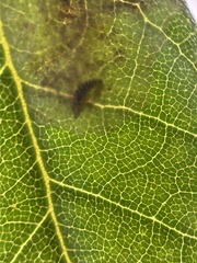 Cameraria tildeni