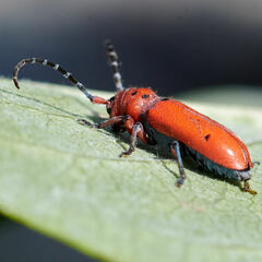 Tetraopes femoratus